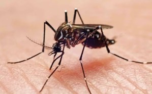 Italia detecta dos enfermos de dengue no relacionados con viajes a zonas endémicas