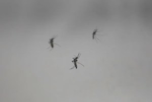 Qué es el Denv-2: el serotipo detrás de 3 de cada 4 muertes por dengue en la Argentina