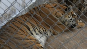 Llegan a Venezuela cuatro tigres de bengala para distribuir en zoológicos de Caracas
