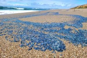 Las extrañas criaturas azules y “gelatinosas” que sorprendieron en las playas de California