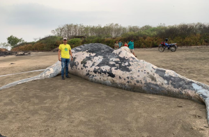 Hallaron una ballena jorobada muerta en una playa de Nicaragua (Fotos)