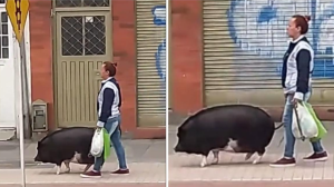 VIDEO: causó revuelo en las calles de Bogotá al sacar a pasear a su simpático cerdito