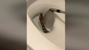 El largo y doloroso suplicio de un hombre que fue mordido por una serpiente al sentarse en un inodoro