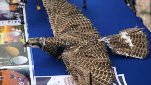 Científicos convierten pájaros disecados en drones