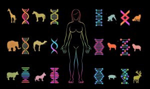 Genomas de 240 especies de mamíferos revelan qué hace único al genoma humano