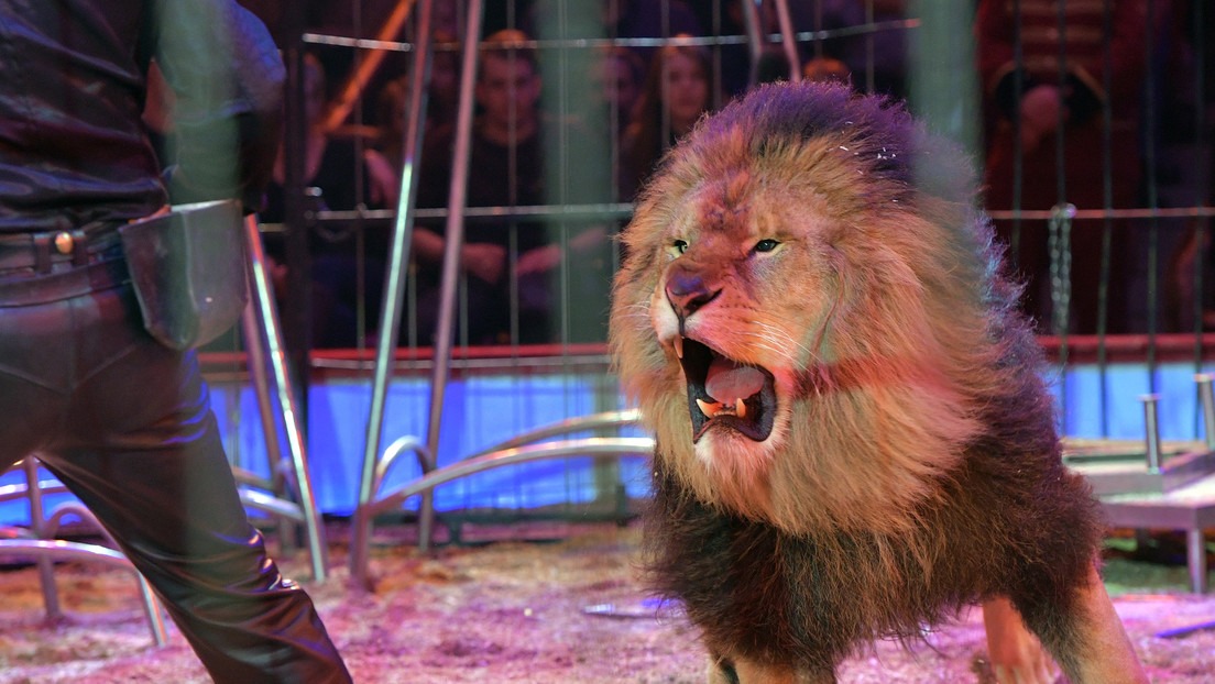 ¡A correr! Dos leones escapan en pleno espectáculo de un circo (VIDEO)