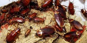 El infierno de las Cucarachas: descubren por qué es tan difícil combatirlas