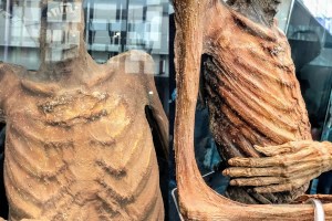 El “hallazgo de vida” en una exposición de momias que preocupó a los expertos