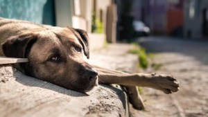 El conmovedor gesto de los dueños de una zapatería con los perros callejeros que se viralizó