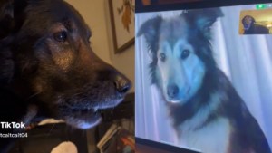 VIDEO: La emocionante reacción de dos perros que se ven por videollamada