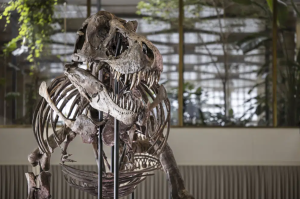 Esqueleto de Tiranosaurio rex se vende por una millonada durante una subasta en Suiza