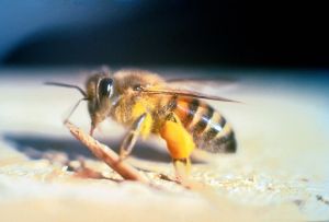 Enjambre de abejas africanas mata a cuatro nicaragüenses tras accidente de autobús