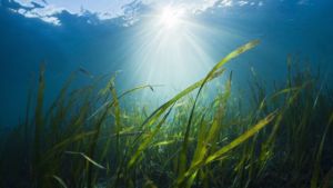 Atención: los efectos que tiene el calentamiento de los océanos en el planeta, más allá de la muerte de la flora y fauna