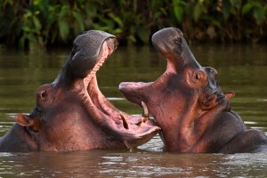 Las medidas que tomará Colombia para controlar hipopótamos de Pablo Escobar