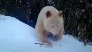 Revelaron nuevas imágenes del único oso panda albino hallado en el mundo (Videos)
