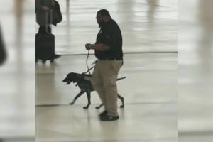 Cámara delató cómo maltrataba a perro en aeropuerto de Detroit y autoridades tomaron medidas drásticas (VIDEO)