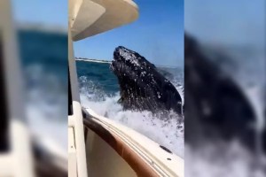 Una ballena saltó, golpeó un yate en la costa de Nueva York y generó terror (VIDEO)