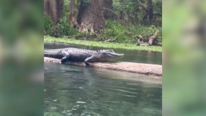 “¡Está silbando!”: Caimán sorprende a mujeres que flotaban en río de Florida (VIDEO)