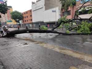 Árbol caído cerró el paso en la avenida Baralt de Caracas #22May (Fotos)