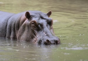 VIDEO: Hipopótamo intentó escaparse de su hábitat en un zoológico y guardia lo regresó a cachetadas