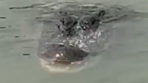 Terror en el agua: gigantescos cocodrilos amenazan el paso de migrantes por el río Bravo hacia EEUU