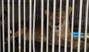 Murió niño que trepó y entró a la jaula de una leona en complejo turístico de Gaza