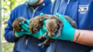 Nace en Carolina del Norte una docena de lobo rojo en peligro crítico de extinción