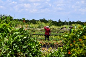 In Florida, agricultural workers are fearful and brace for changes under new immigration law