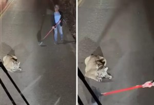 Con escoba en mano, señora intenta espantar a un puma de la carretera (VIDEO)