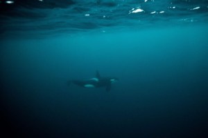 Un inexplicable y repentino incremento de ataques de orcas deja perplejos a científicos