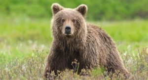 Mataron al oso M62, uno de los más peligrosos del mundo