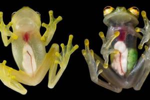 Descubren dos nuevas especies de “ranas de cristal” en los Andes de Ecuador
