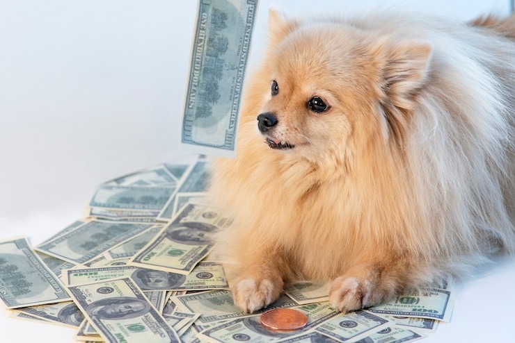 VIDEO: La inusual manera en que un perro le robó dinero a sus dueños se volvió VIRAL