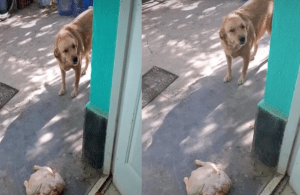 “¡Te van a echar del barrio!”: traviesa perrita se robó un pollo y se lo llevó a su dueña (Video)
