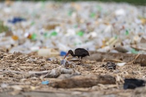 El volumen de desechos no para de crecer en el mundo, alerta la ONU
