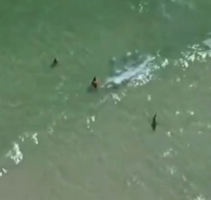 VIDEO aterrador: Drone revela cómo tiburón da vueltas a solo unos metros de padre e hijo en playa de Alabama