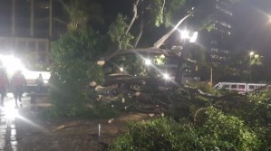 FOTOS: Fuertes lluvias provocaron la caída de un árbol de gran magnitud en Plaza Venezuela