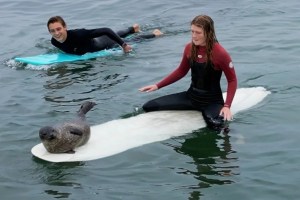VIRAL: Surfeaban en California y un animal los sorprendió al subirse a su tabla (VIDEO)