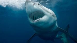 “Jekyll”: Buscan enorme tiburón de tres metros y más de 150 kilos que siembra el terror en costas de EEUU
