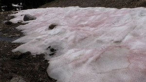 ¿Qué es la “nieve de sandía”? El fenómeno que tiñe de rosa y rojo las montañas de Utah