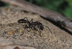 “Como recibir un disparo”: El insecto con la picadura más dolorosa del mundo también vive en Venezuela