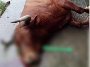 Denuncian matanza de animales con armas de guerra en haciendas de Carabobo