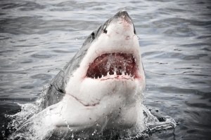 VIDEO impactante: Tiburón le mordió la mano a un hombre y lo arrastró al agua mientras pescaba en Florida