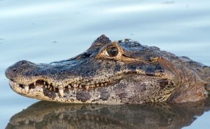 El brutal ataque de un caimán que agarró desprevenido a un adolescente en arroyo de Florida