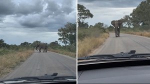 Pánico total: Una familia temió por su vida en un safari… elefante los persiguió durante diez minutos (VIDEO)