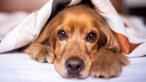 Lo que sienten los perros cuando muere un compañero, según la ciencia