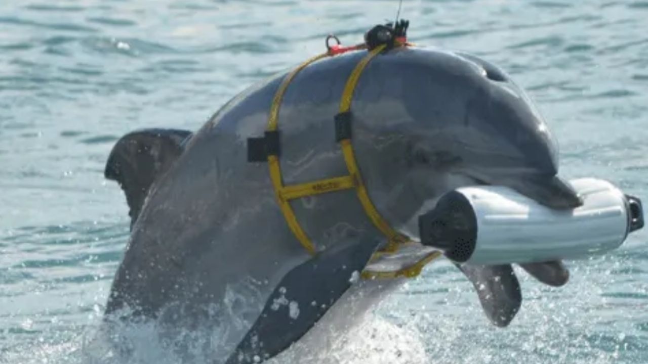 Rusia está entrenando “delfines de combate” en Crimea para contrarrestar a las fuerzas ucranianas, según la inteligencia británica