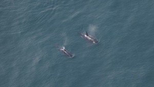 Inusual: El raro avistamiento de orcas frente a la costa de Massachusetts