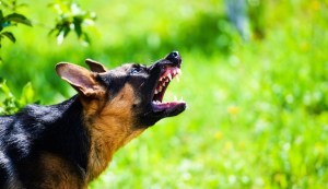 La raza de perros más agresiva según un estudio… y no es el pitbull