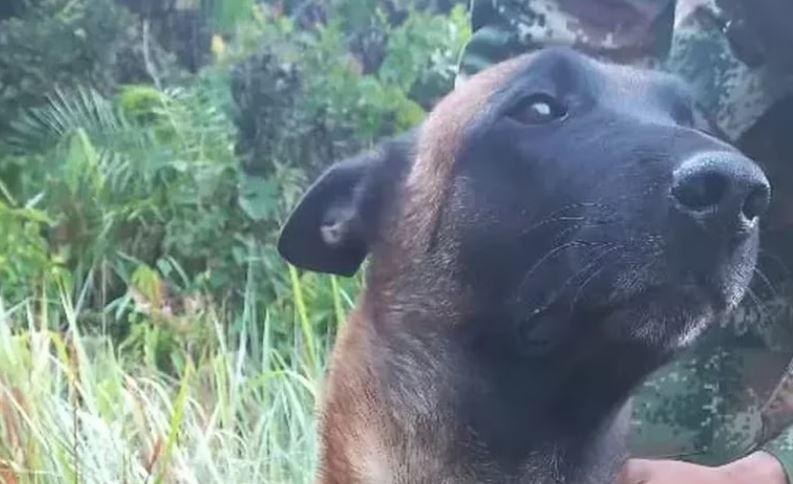Rescataron a perro mordido por una serpiente en una selva colombiana
